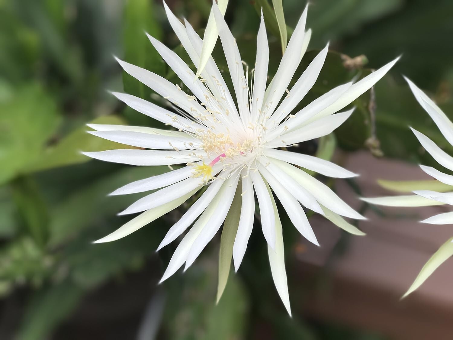 3 Epiphyllum Orchid Cactus Night Blooming Cereus Hookeri Strictum cuttings