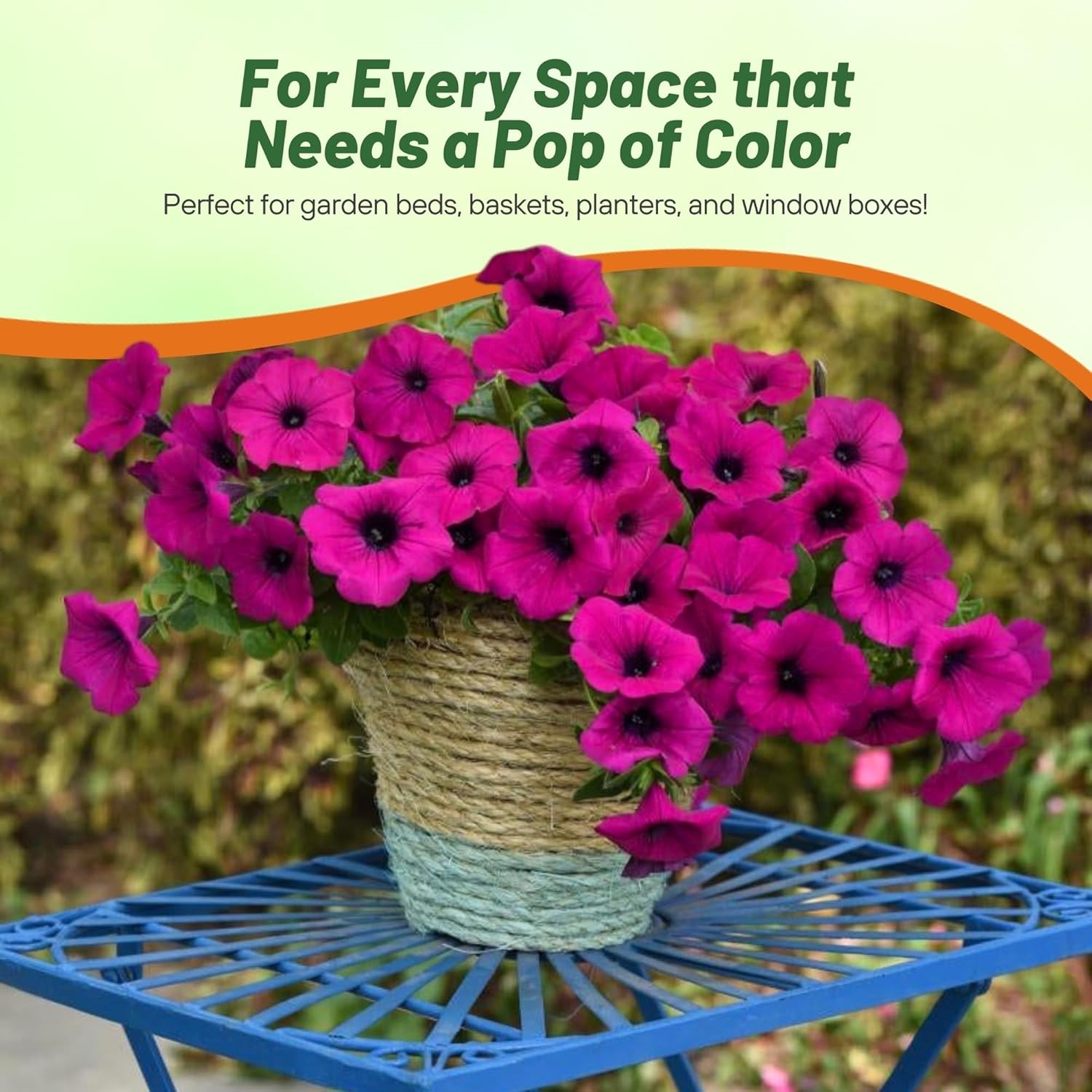 30 Seeds Purple Classic Wave Petunias Only Grow 4 – 6 Inches Tall – AAS Winner