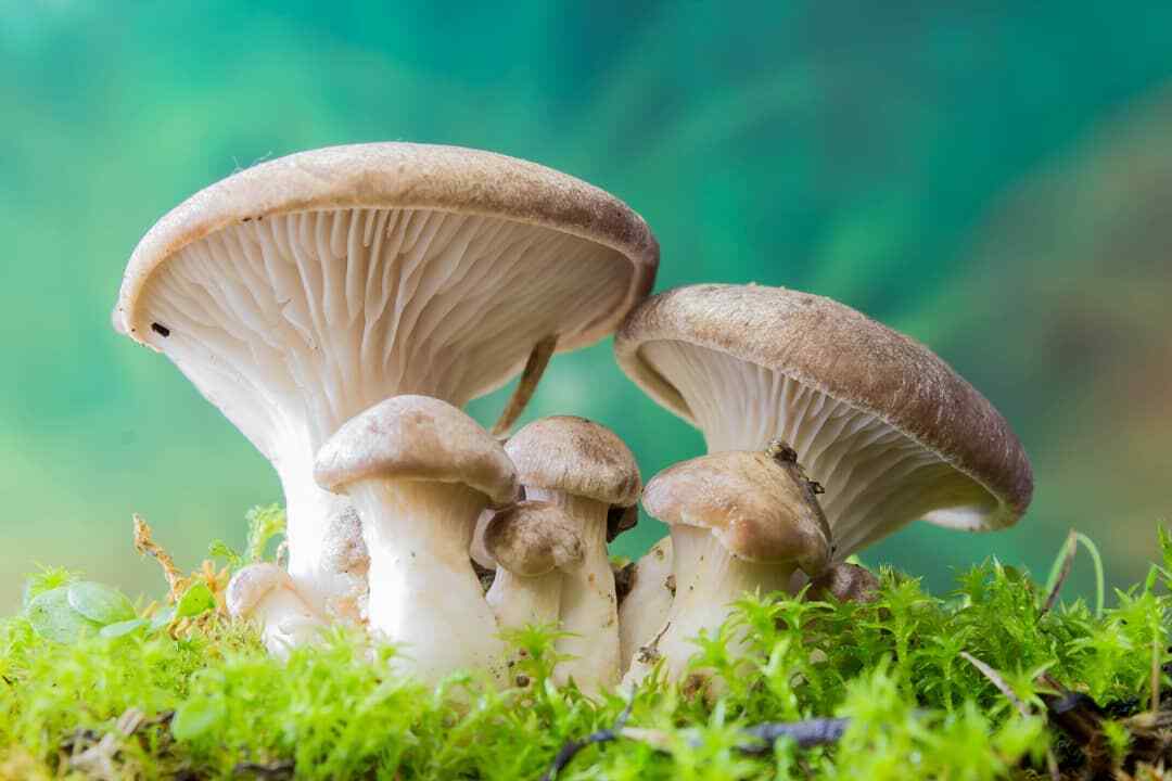 Seeds Oyster Mushroom Royal Mycelium Spawn Dried Spores Organic
