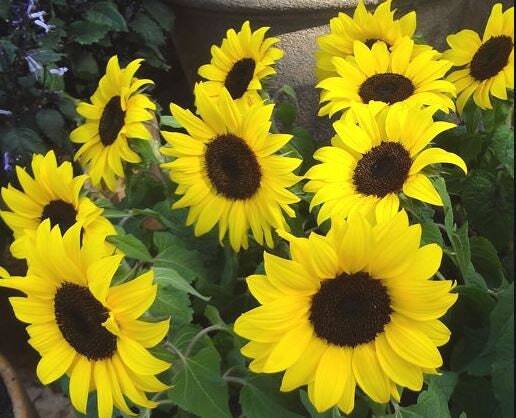 Lemon Queen Sunflowers – Seeds – Organic – Non Gmo – Heirloom Seeds