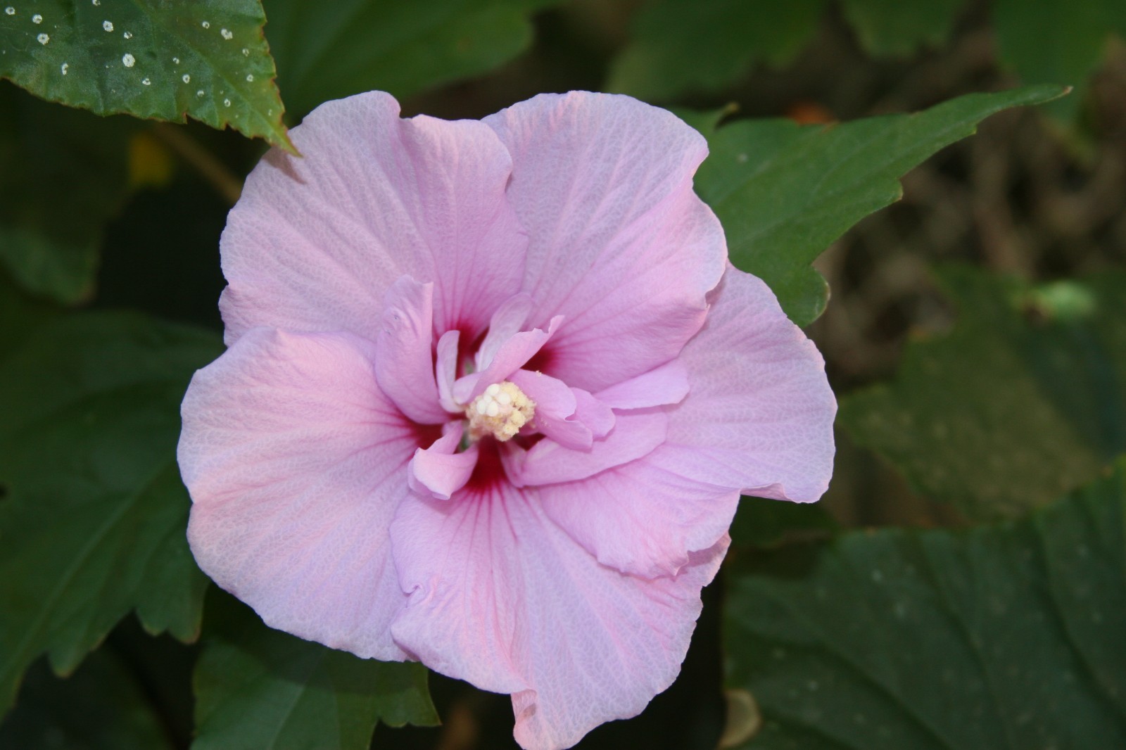 (5) Unrooted Cuttings Rose-of-Sharon ~Lavender~ Double, Stem, Bush/Shrub/Tree