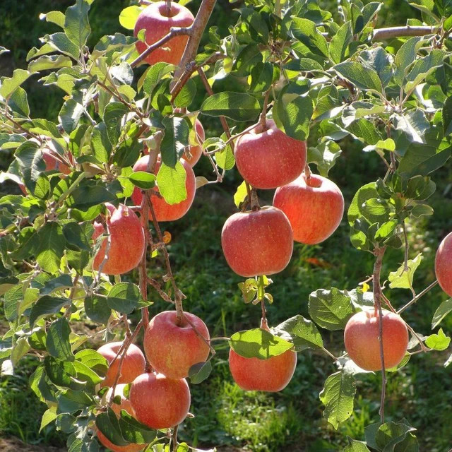 Gala Apple Grafted Fruit Tree Gallon Pot 3′ F Height