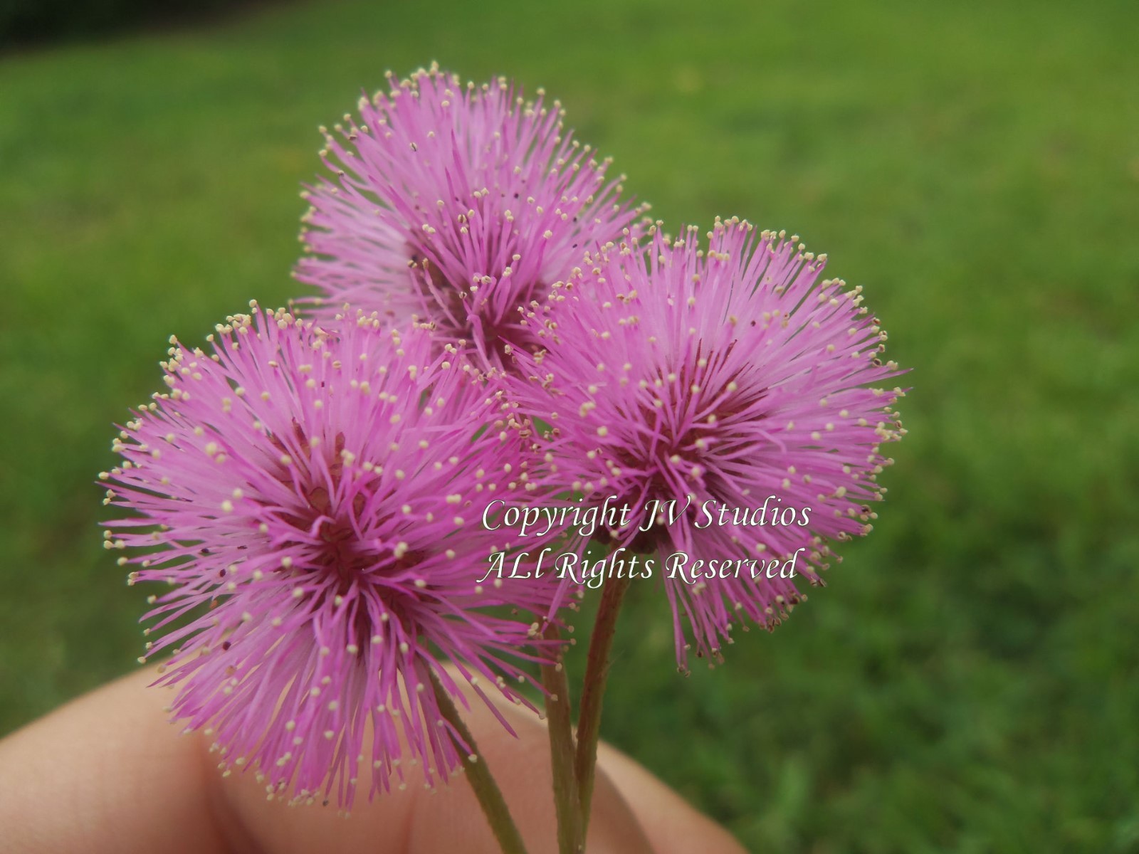 20 Seeds Tropical Ornamental Mimosa pudica Sensitive Plant