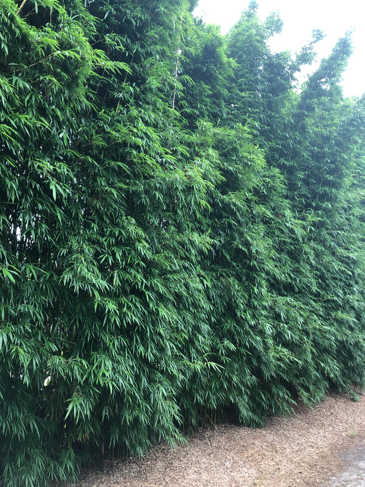 Emerald Bamboo- Bambusa textilis mutabilis **NON-INVASIVE, CLUMPING**