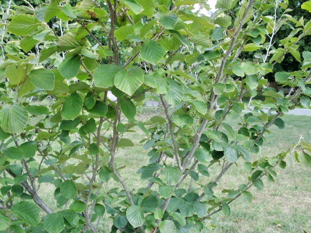 10 LIMELIGHT WITCH HAZEL SEEDS – Hamamelis × intermedia ” limelight “