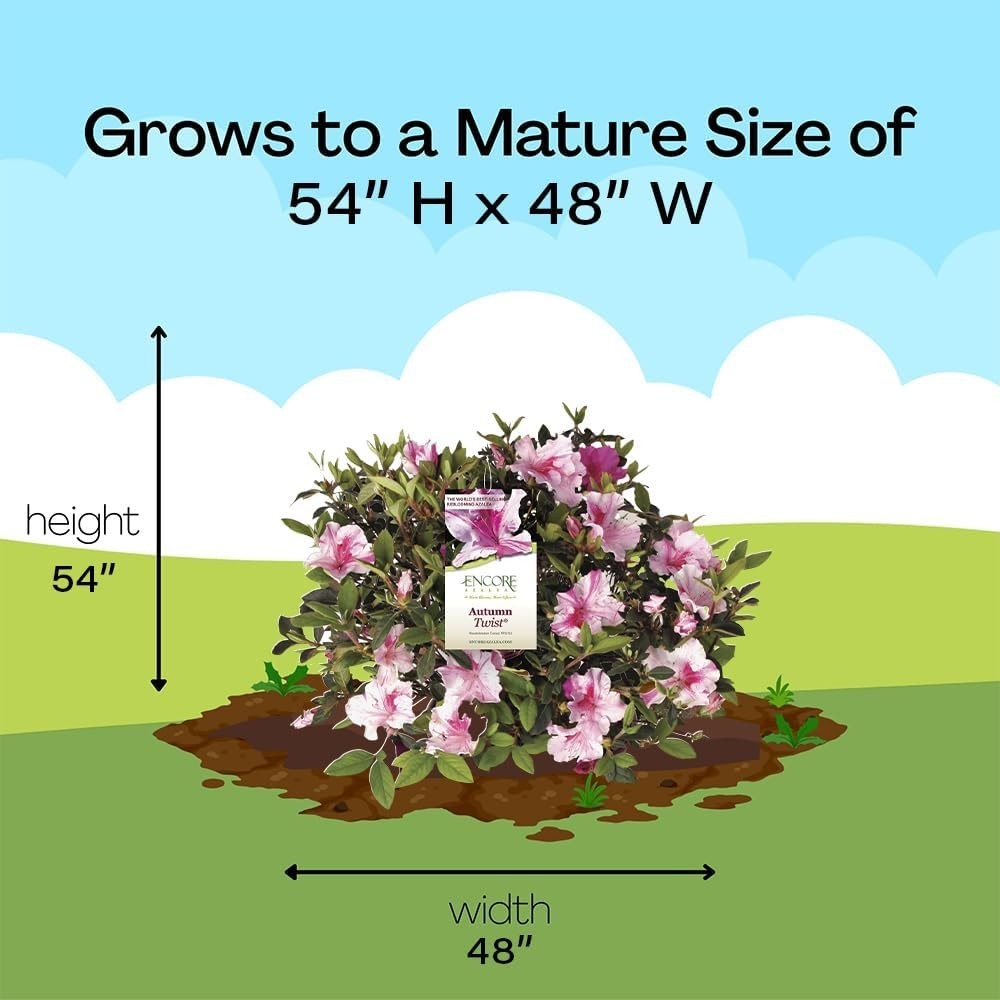 5 Gallon Azalea Plant: -Round Interest, Spring-Fall Blooms