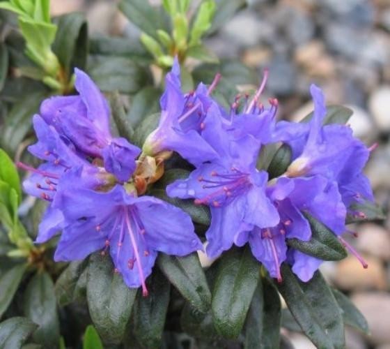( 1 ) – Blue Baron Rhododendron – Starter Plant ( L7 ) ( 1 live plant )