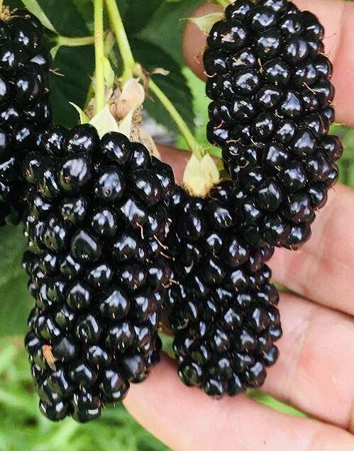 2 PACK 3” POT TASTY BLACKBERRY FRUIT READY 2 PLANT SWEET JUICY LIVE PLANT FRESH