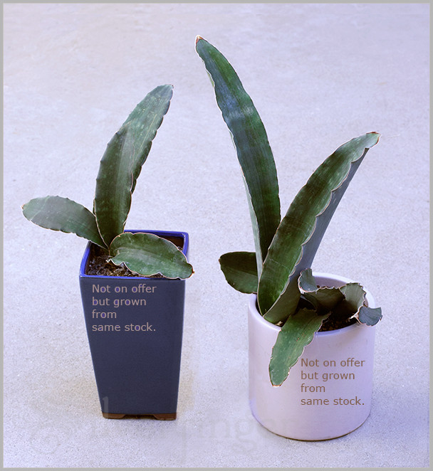 SANSEVIERIA Sp Nov km 42 No 21837 — Mafinga Tanzania — BLUE FORM • SUPER RARE