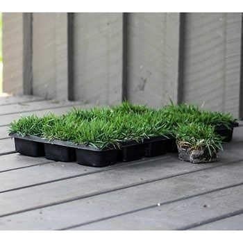 Zoysia | Sod Plugs | Zoysia japonica | Low Maintenance | Hardy | Landscape Plant