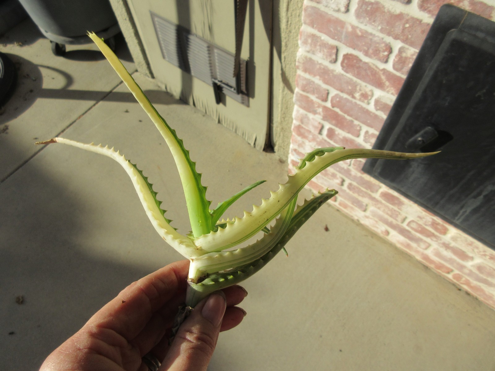 Tree Aloe Arborescens Variegated Yellow small cutting #4