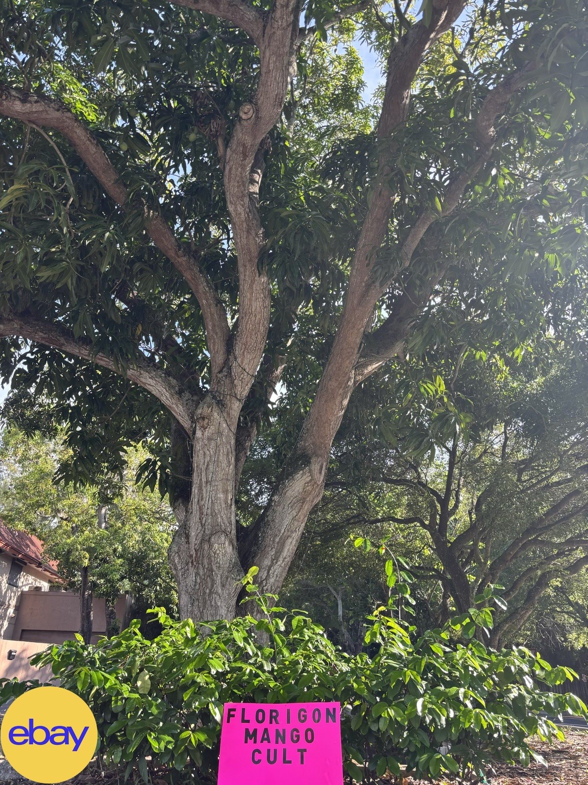2 Yrs To Fruit Mango Tree Clone Polyembryonic 4 Seeds NO GRAFTED NEEDED