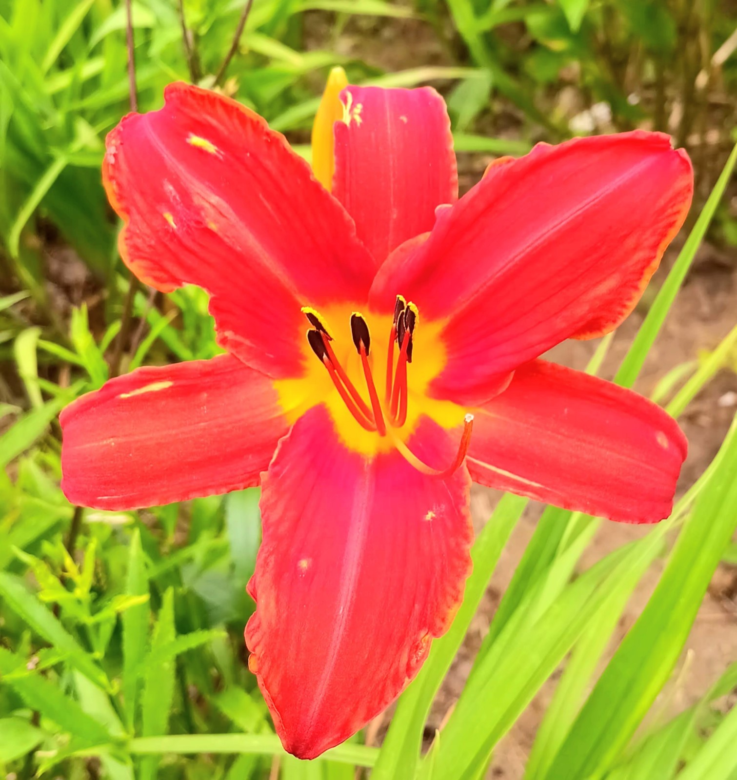 3 Noid Daylily Dark Reddish Orange Yellow throat mid july bloom 36″ high