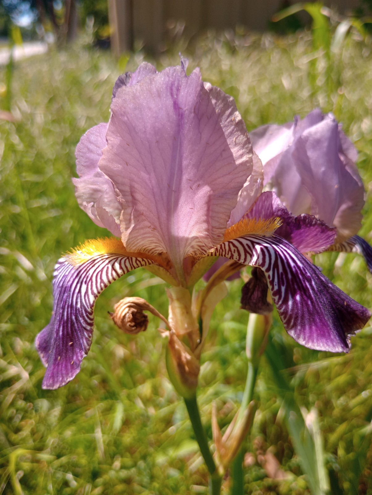5x MIXED VARIETIES/COLORS BEARDED IRIS Bulbs/Rhizomes FRESH