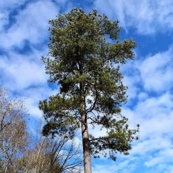 Loblolly Pine Tree Plants | Live Seedlings | Pinus Taeda | Fast-Growing…