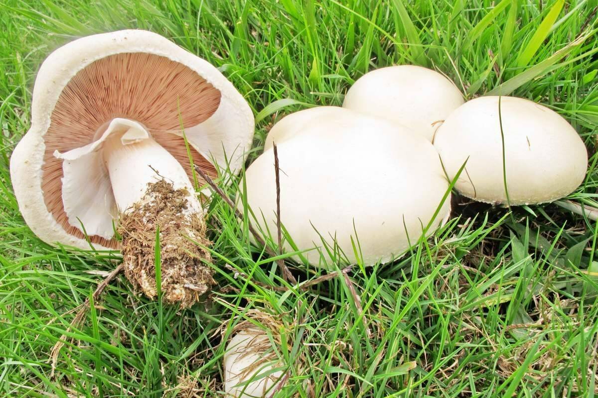 Seeds Mushroom Champignon GIANT Mycelium Spawn Dried Spores Organic Ukraine
