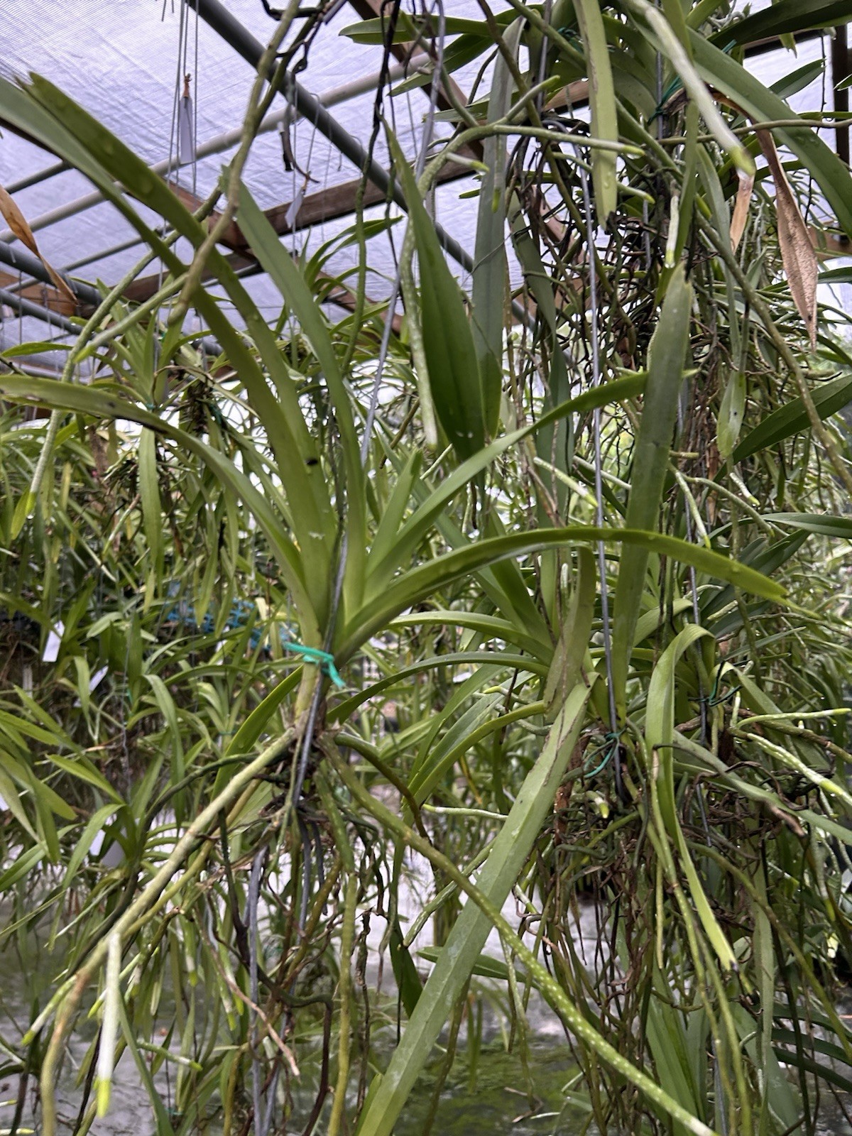 Vanda Trimerrill ( Tricolor X Merrillii ) Unique Orchid Vanda, Fragrant