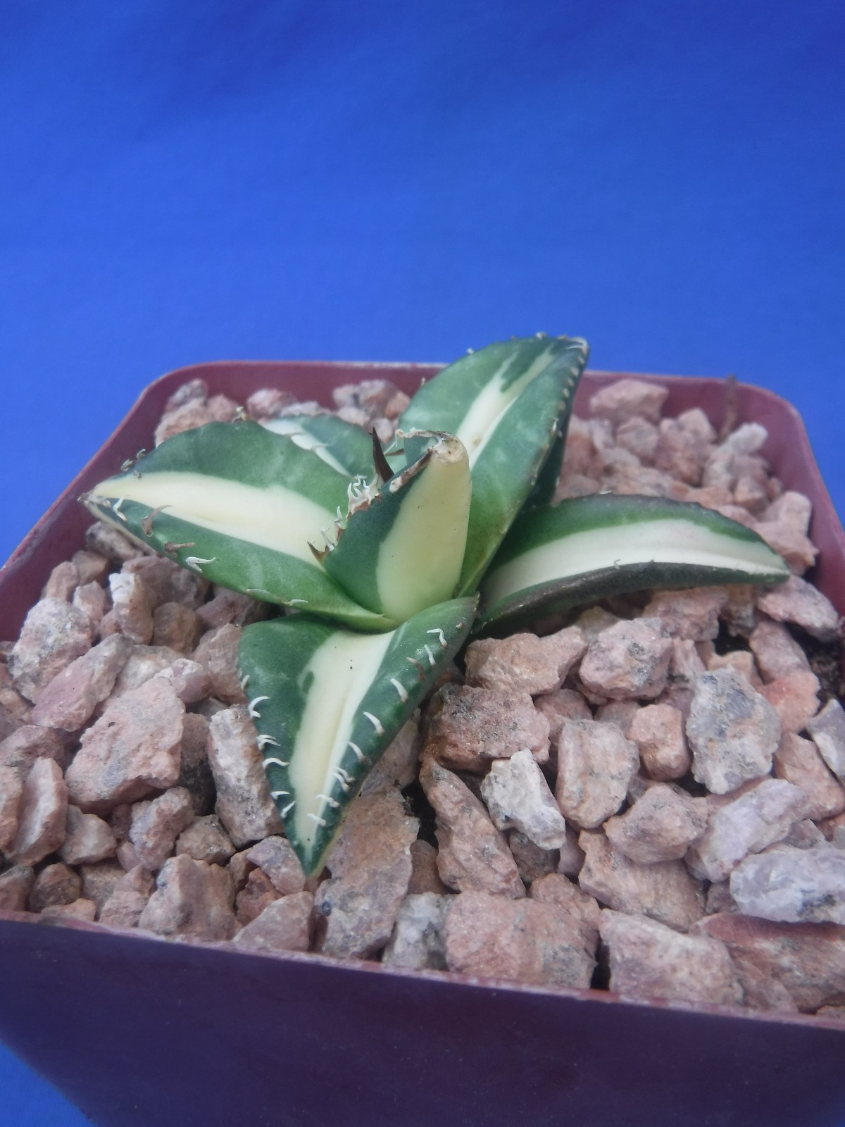Agave titanota “Sabertooth Tiger” Cousin of “Snaggle Tooth” VARIEGATED 2″-3″ Wd