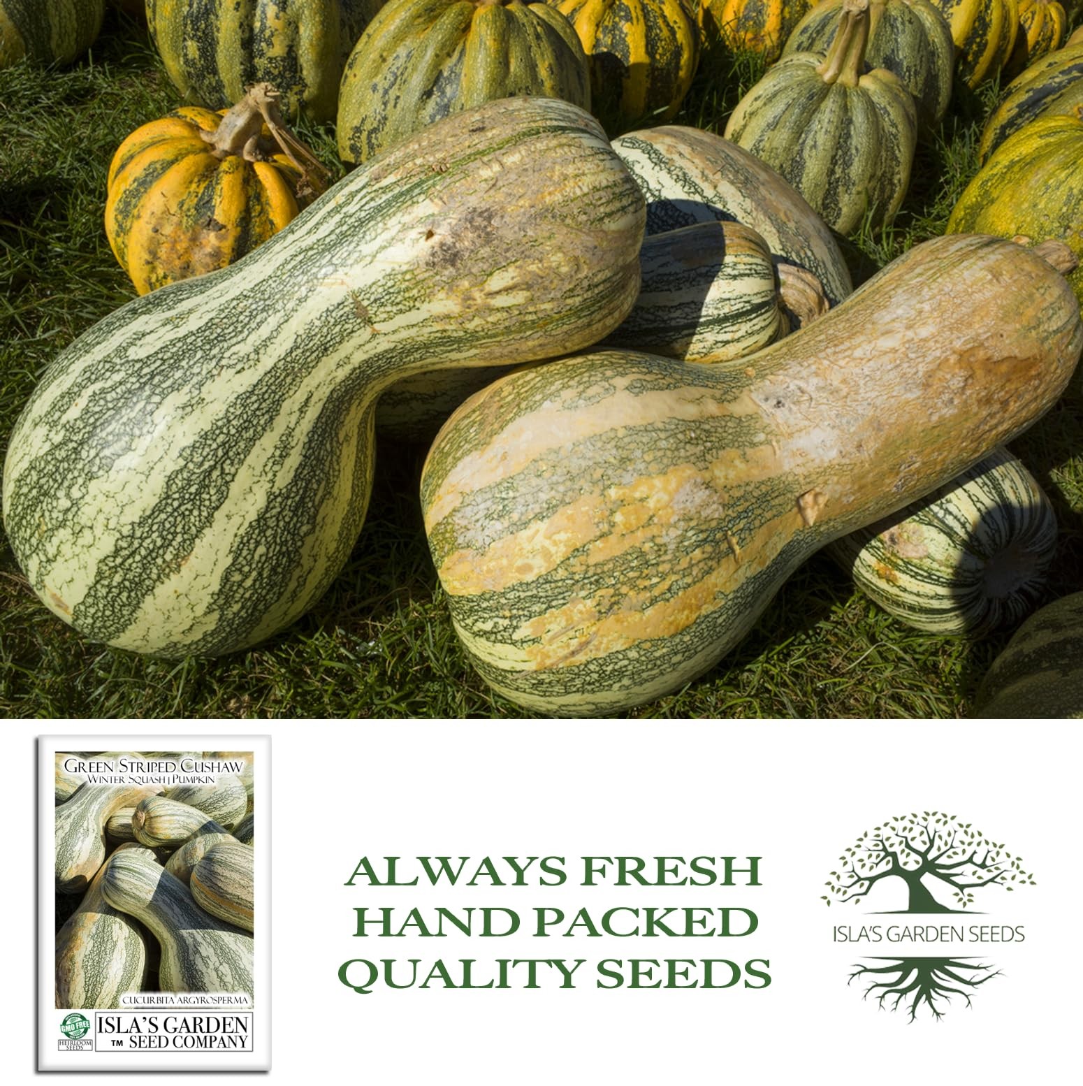 Green Striped Cushaw Pumpkin Seeds Cucurbita argyrosperma – 25 Heirloom NonGM…