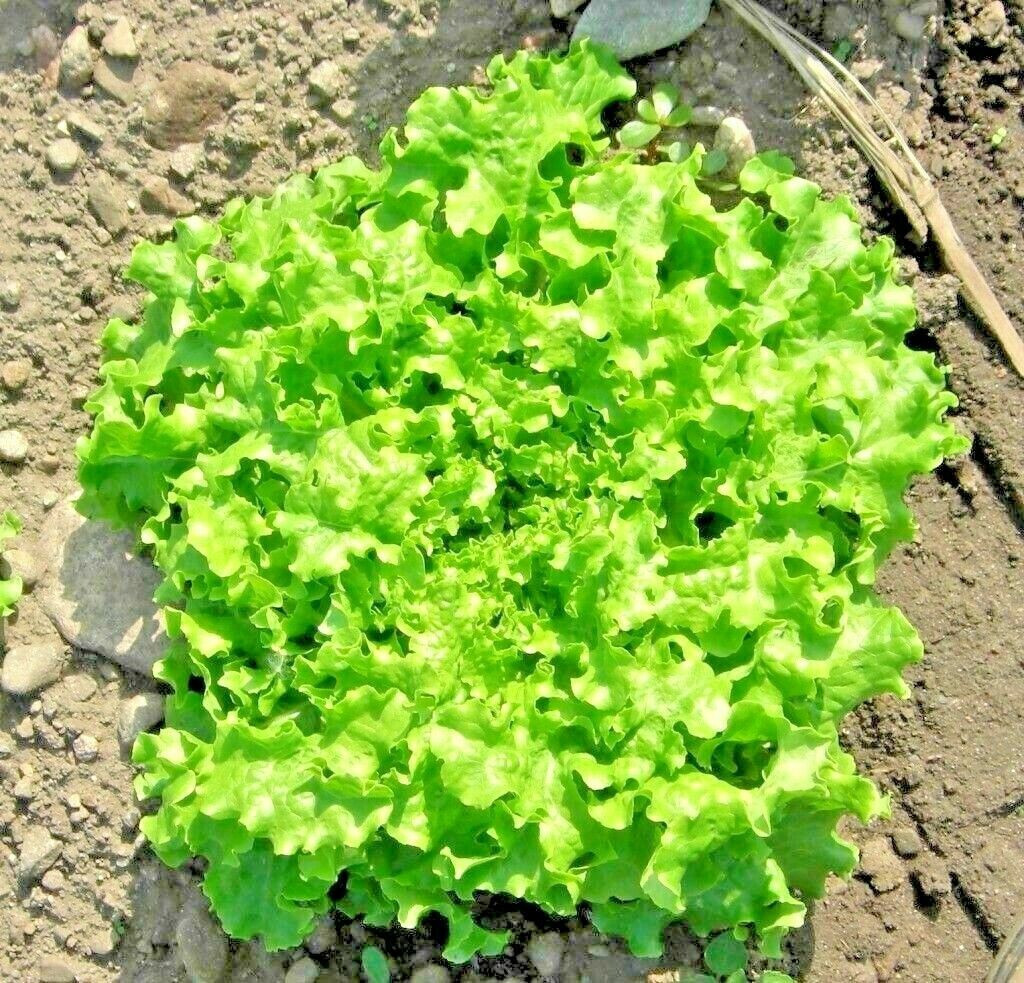 GREEN ICE LOOSE LEAF LETTUCE 800 SEEDS (1 gram) FRESH FOR 2024 GARDENS