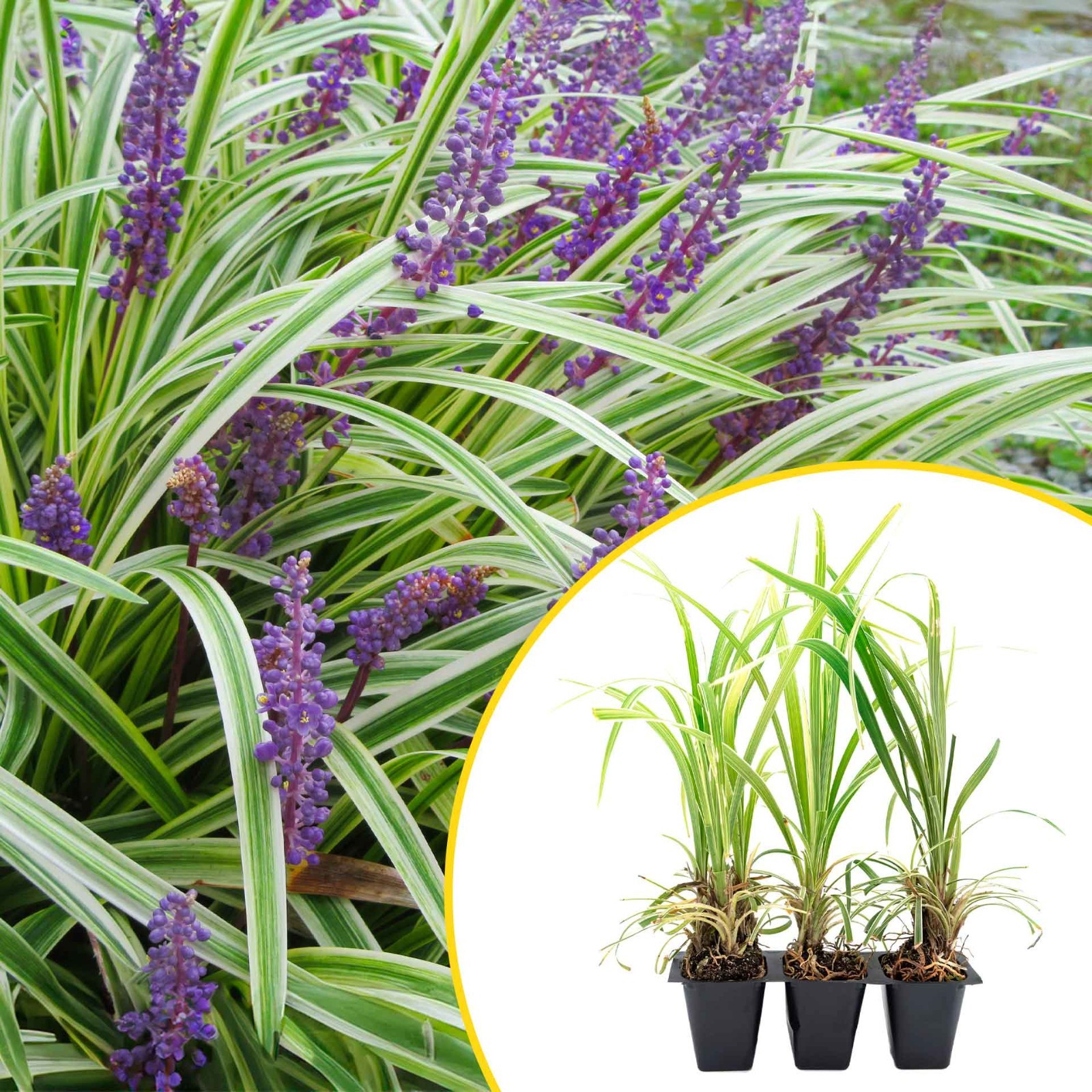 3 Aztec Grass, Live Plants in 2.5″ Cubes (liriope Aztec Grass) Variegated Grass