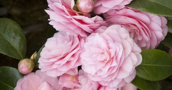 **PEARL MAXWELL**Camellia Japonica–Live STARTER Plant–VERY UNIQUE PINK BLOOMS!