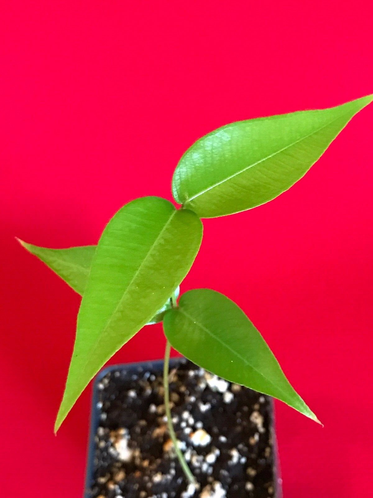 Jaboticaba Myrciaria Vexator Blue Grape Fruit Beautiful Bark Tree Seedling Plant