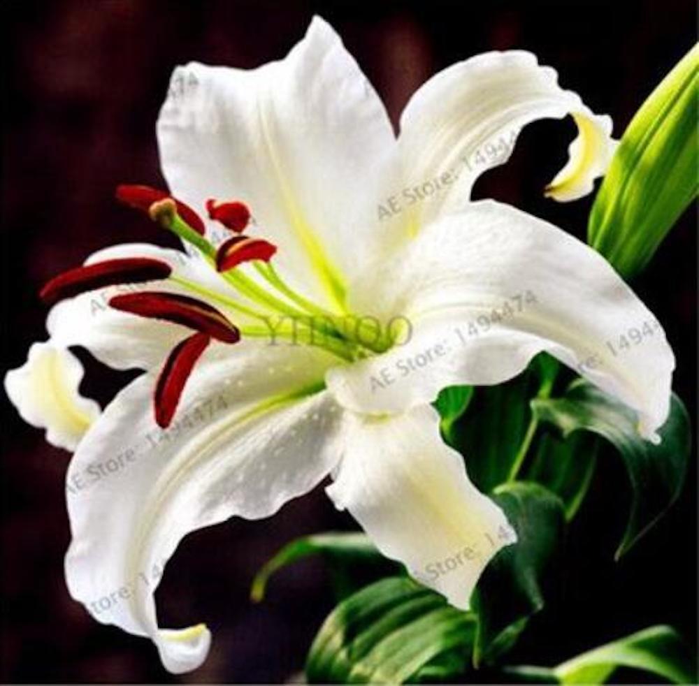 20 LILY FLOWER SEEDS rare exotic bloom blossom plant garden bush B germination
