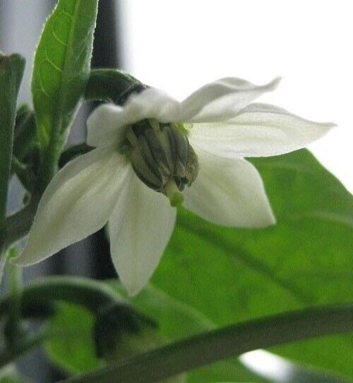 20 Fresh Classic Early Jalapeño Premium Pepper Seeds-A 23