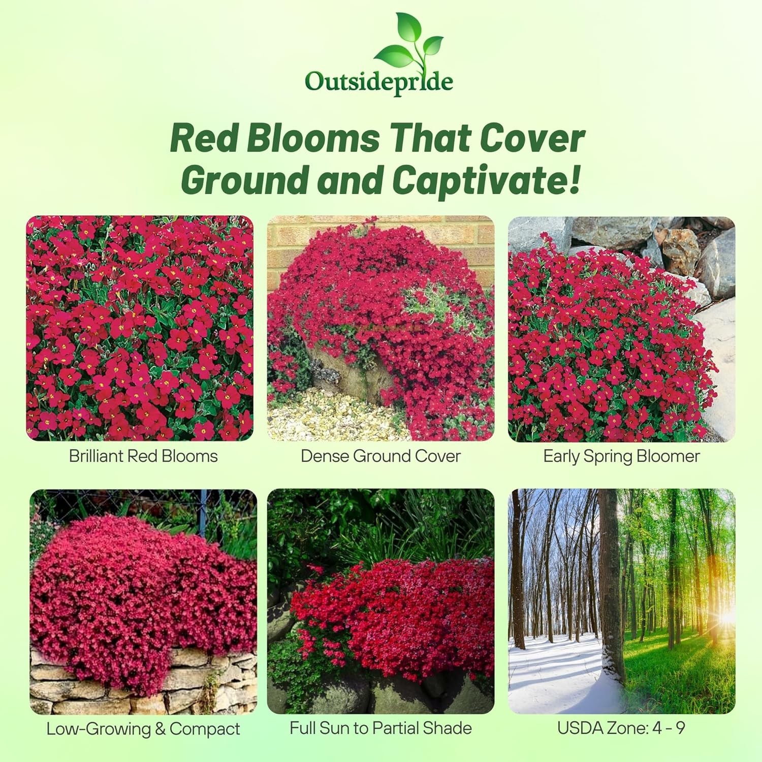 1000 Seeds Red Aubrieta Rock Cress Seed For Planting – Cascading Ground Cover