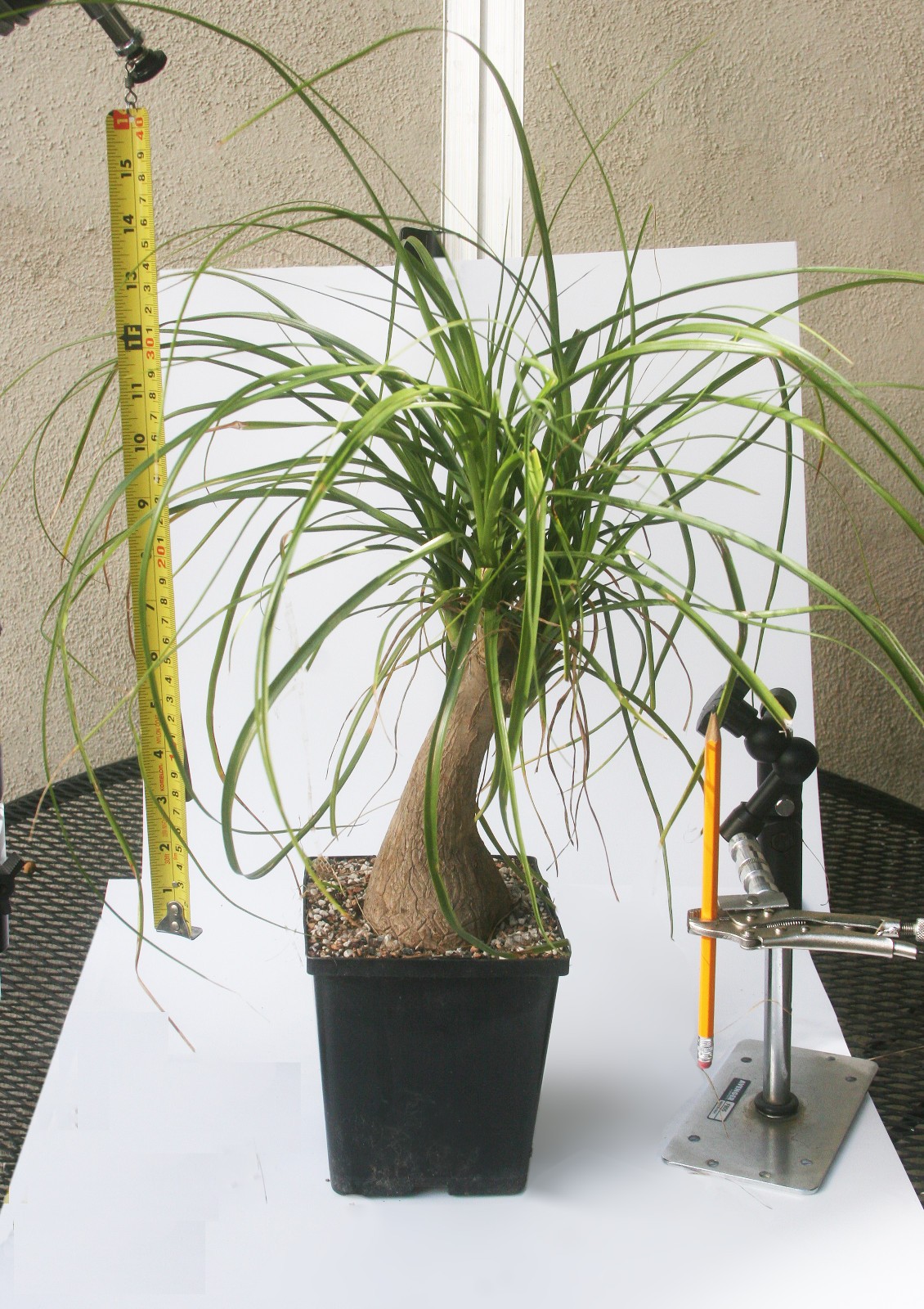 Ponytail Palm Beaucarnea Recurvata Spectacular Large Healthy Bare Root Specimen