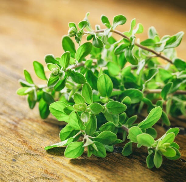 200 SWEET MARJORAM SEEDS | 2026 SALE FREE SHIPPING NON GMO HEIRLOOM