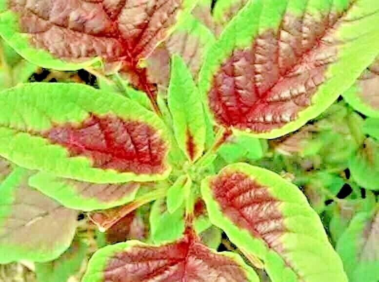 RED AMARANTH 100+ SEEDS STRIPE LEAF CHINESE SPINACH YIN CHO VEGETABLE GARDEN