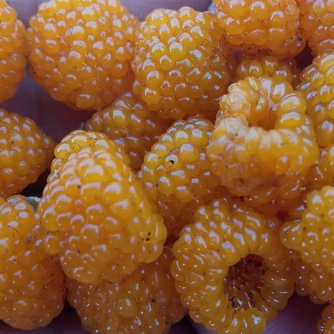 Rubus Ellipticus 30 Seeds, Golden Himalayan Raspberry Fruit Bush Shrub, Ainselu