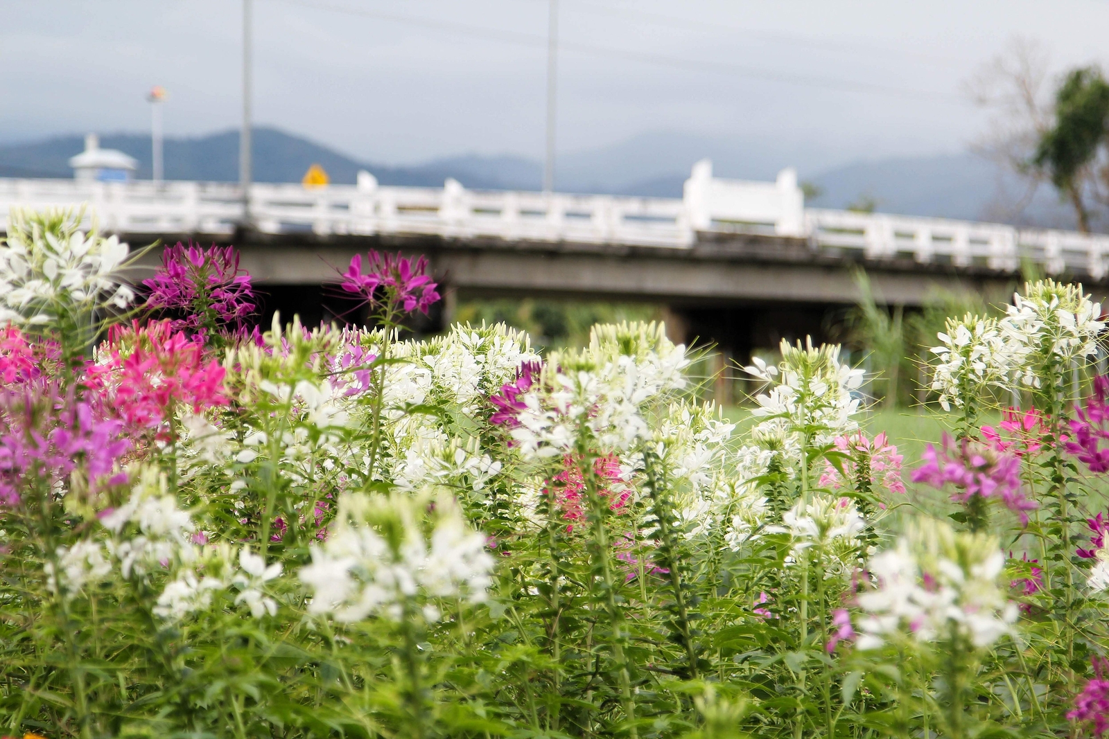 200 WHITE QUEEN CLEOME Hassleriana Cleome Spinosa Spider Flower Seeds