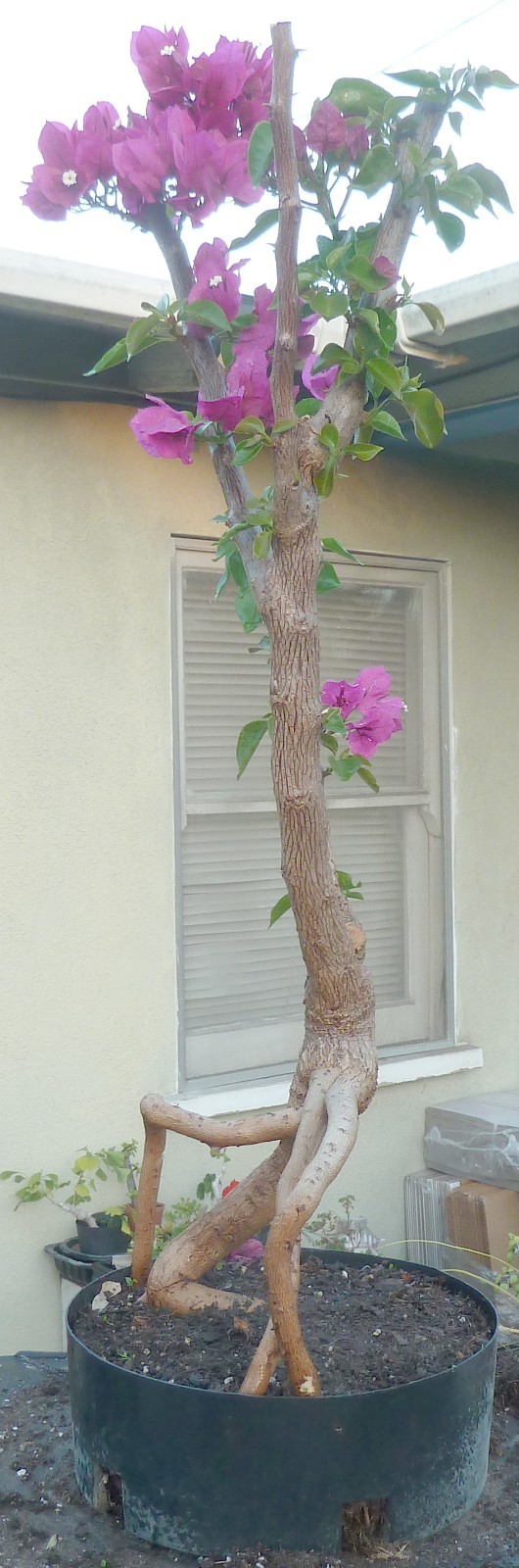 Vera Deep Purple Bougainvillea Pre Bonsai Dwarf Kifu Fat Trunk Neagari Flowers