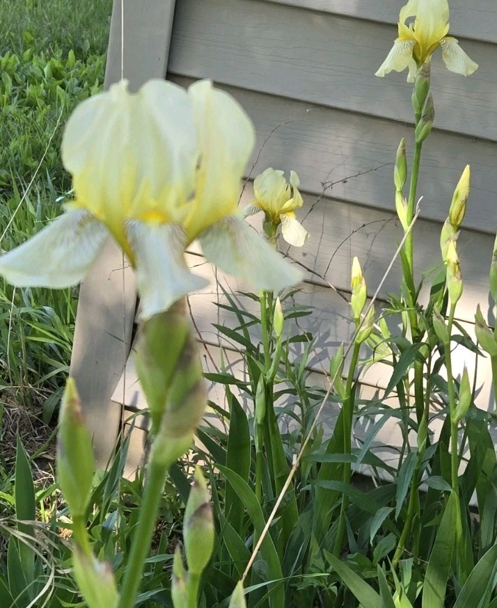 1 Early Light Yellow BEARDED IRIS Rhizome Rainbow Plant Spring Garden Flower Pot