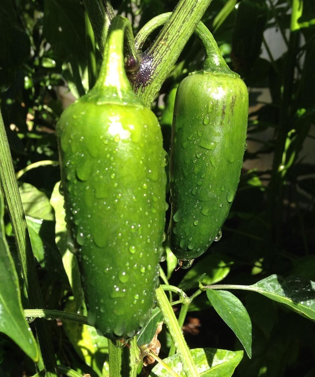 20 Fresh Classic Early Jalapeño Premium Pepper Seeds-A 23