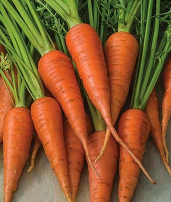 1000+ Short ‘n Sweet Carrot Seeds for Garden Planting – USA – FREE SHIPPING!