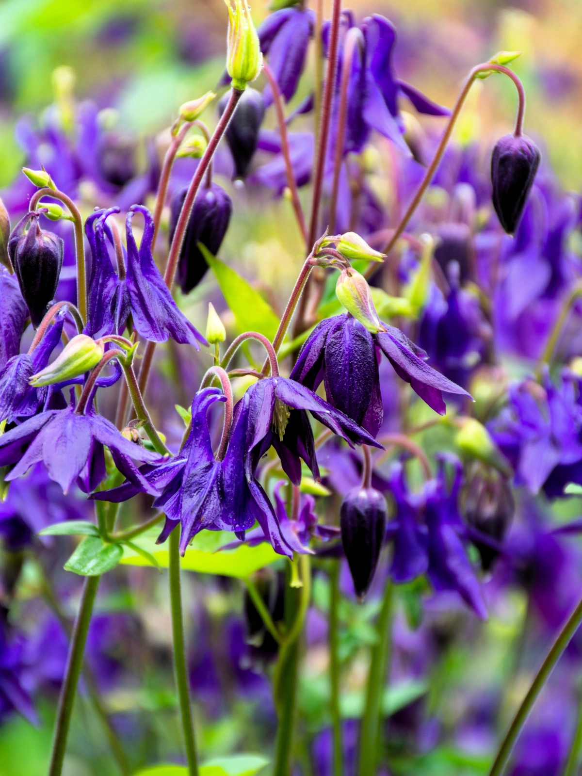 100 PURPLE COLUMBINE Aquilegia Vulgaris Flower Seeds