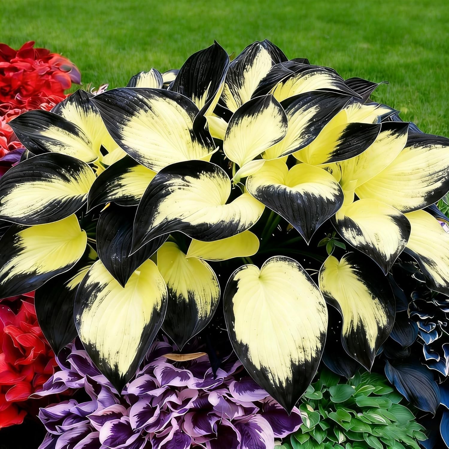 Hosta Seeds, 200+ Blue Purple Red Hosta Seeds, Multi-Use Landscaping, Perennial.
