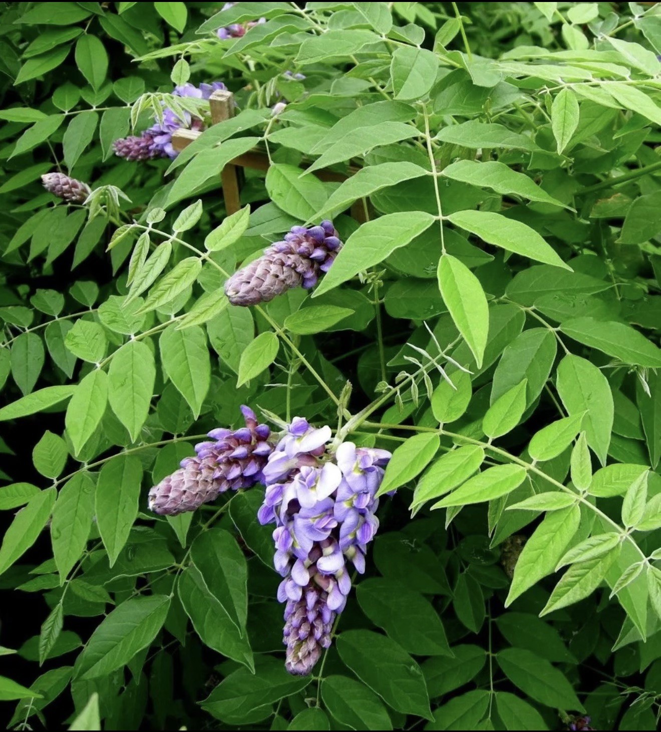 Amethyst Falls Wisteria Vine – Starter Plant ( 5L ) ( 1 live plant )