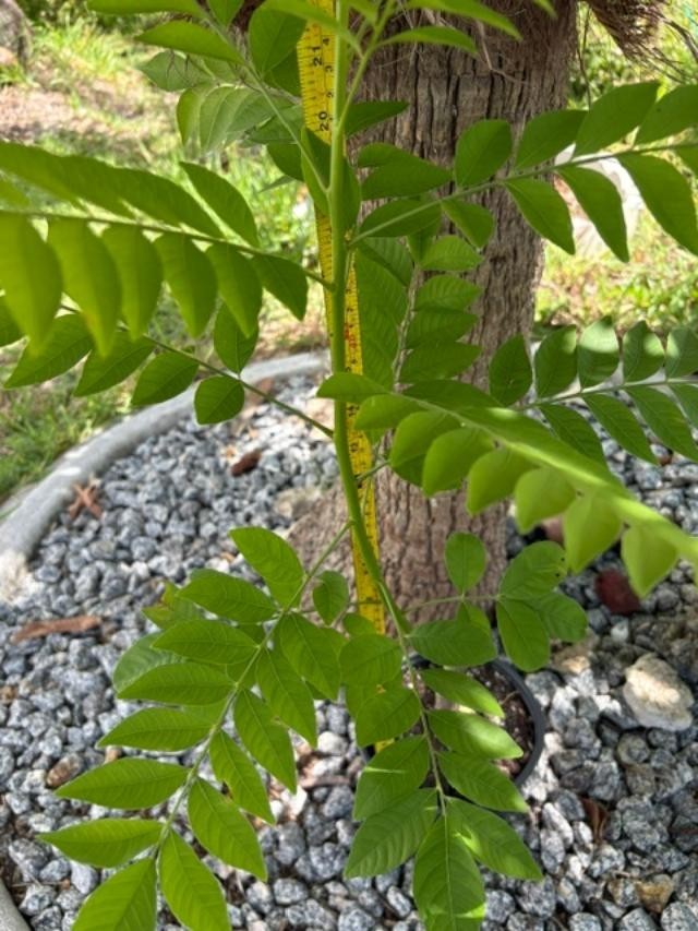 4 MO’s RED HOG PLUM LIVE CLONED ROOTED (SPONDIAS PURPUREA) RED MOMBIN/CIRUELA