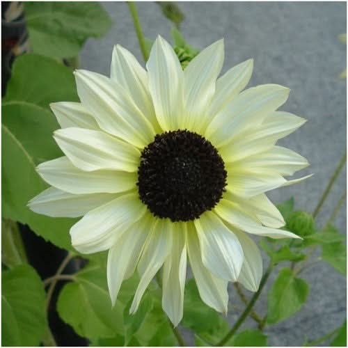 Italian White Sunflower Seeds For Planting (Helianthus annuus)