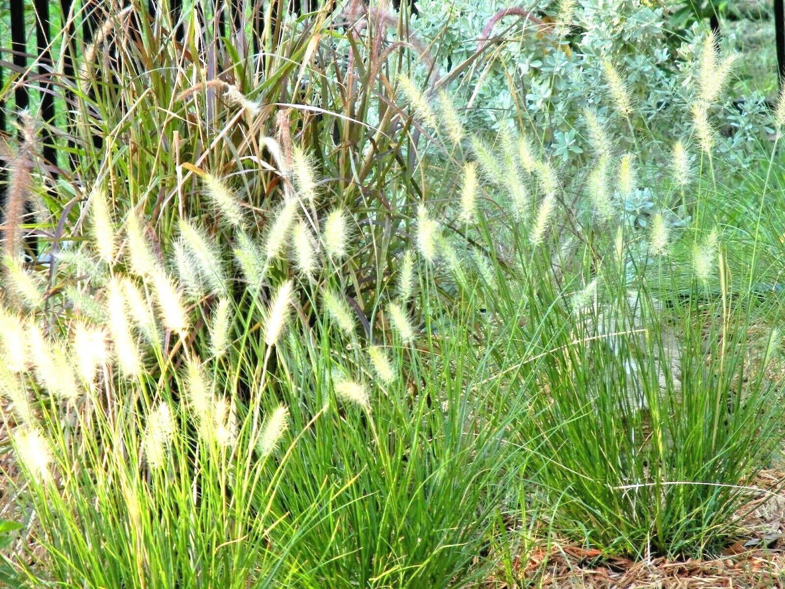 500+ LITTLE BLUESTEM Seeds Native Prairie Grass Ornamental Perennial Fall Colors