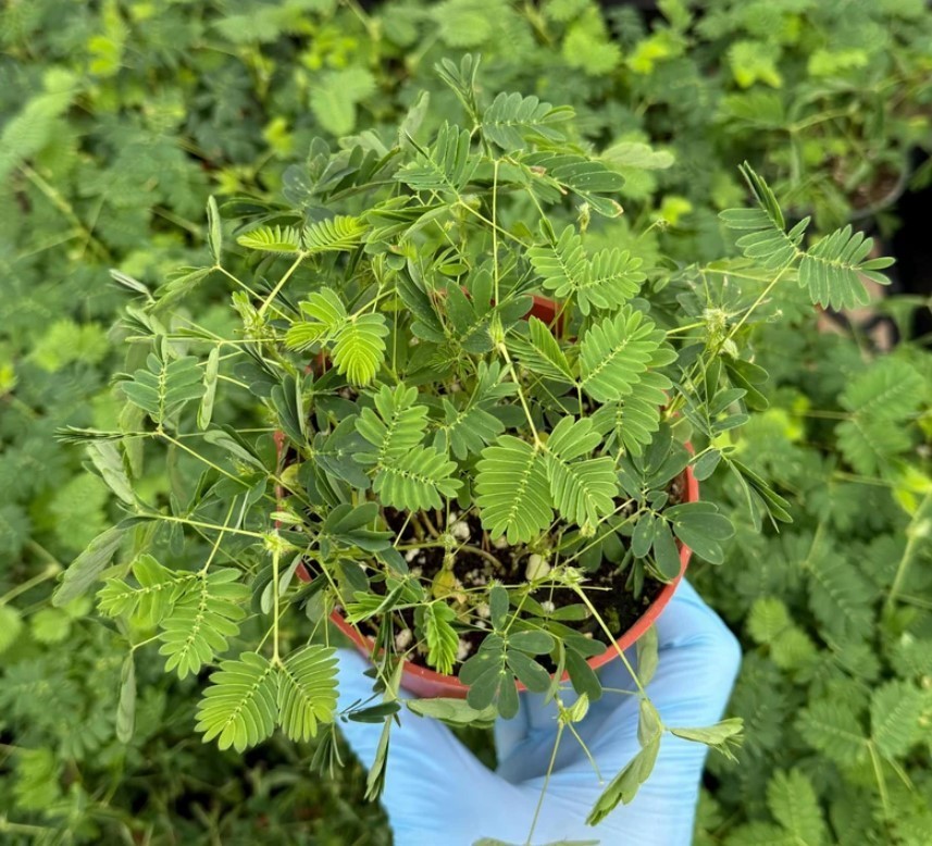 Sensitive Plant | Mimosa Pudica | Rare Plant Tropical Plant Live Plant in 4″ Pot