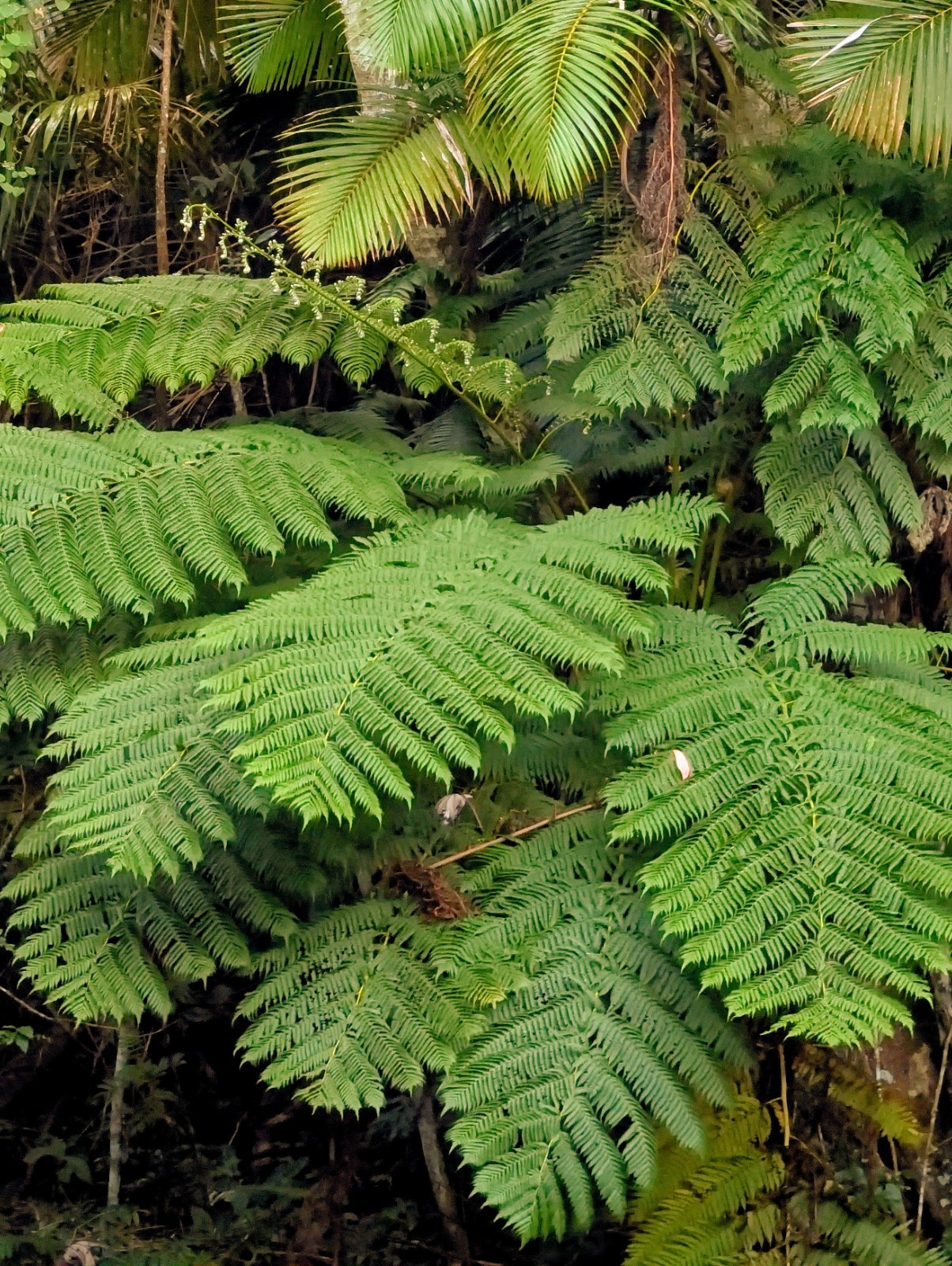 LIVE Mature, wider trunk : Cyathea ARBOREA Giant TREE FERN 7″ inch, exotic fern
