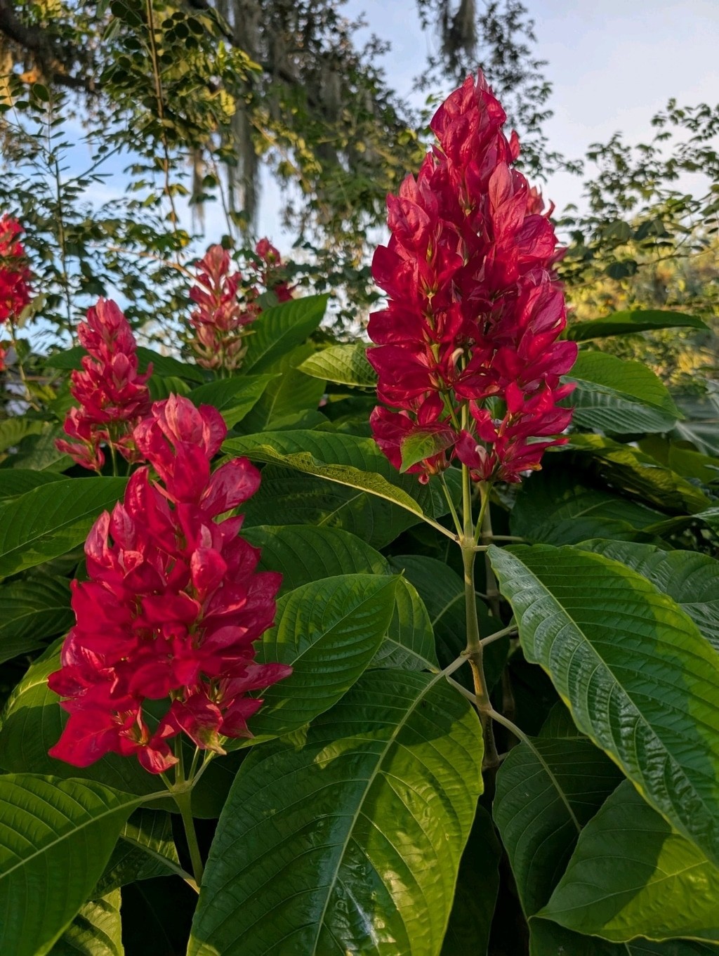 Brazilian Red Cloak Plant 6 Cuttings Megaskepasma erythrochlamys Easy To Root
