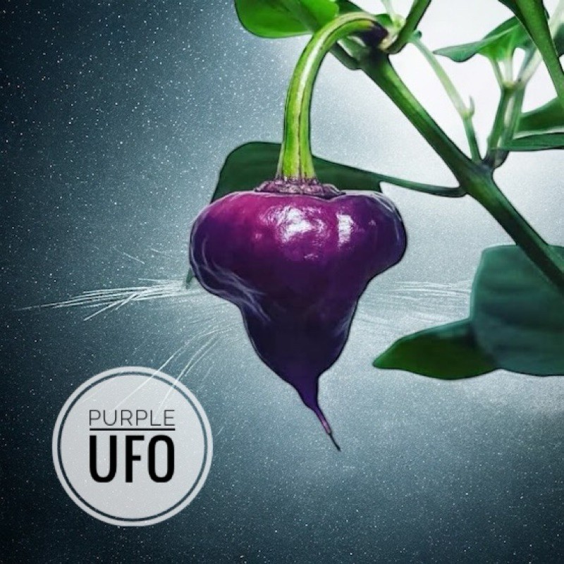 Purple UFO Hot Pepper Seeds. 10 Seeds per order Free Shipping!