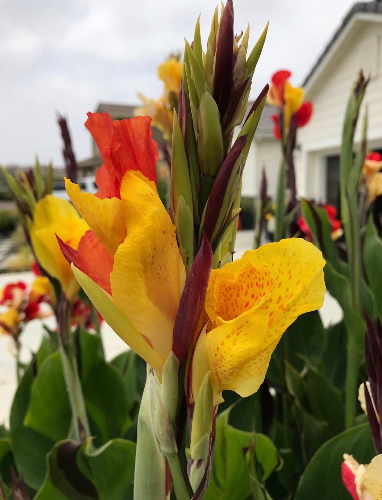 Canna Lily Cleopatra Rhizomes: Variegated Foliage, Exotic Blooms – 7-Rhizomes